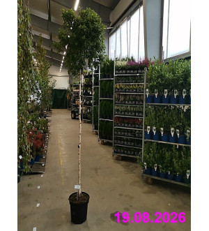 Betula pendula 'Magical Globe'® C 15 L